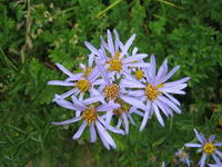 Cascade Asters